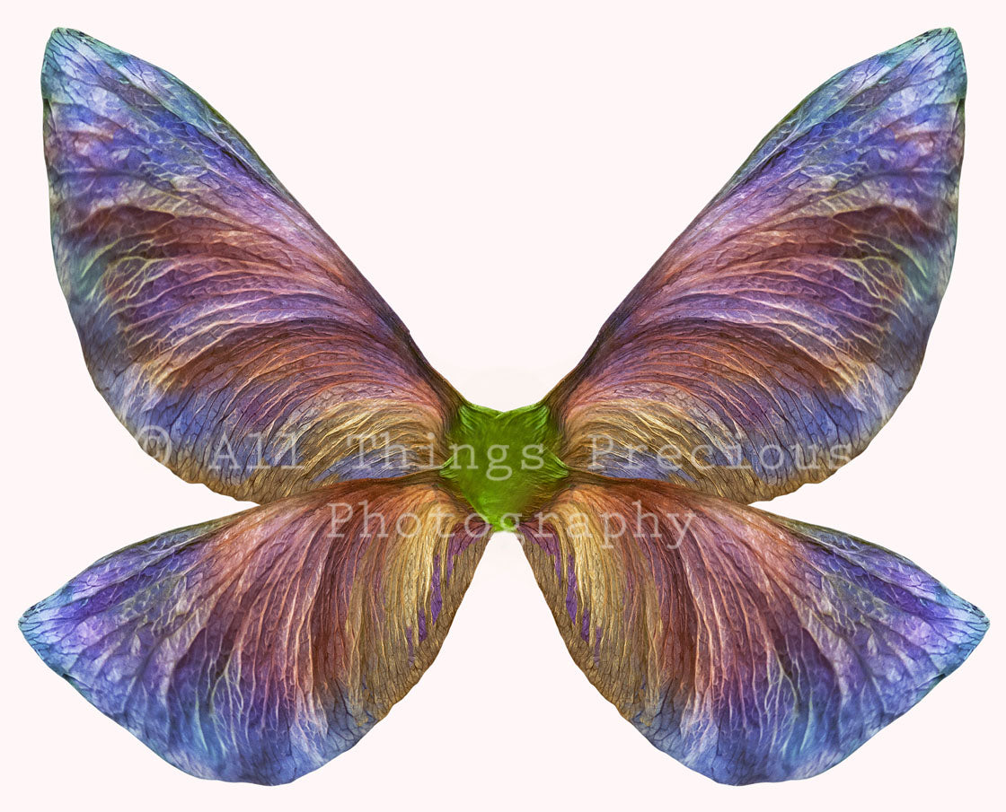 Fairy Wing Overlays For Photographers, Photoshop, Digital art and Creatives. Butterfly fairy wings, Png overlays for photoshop. Photography editing. High resolution, 300dpi. Overlay for photography. Digital stock and resources. Graphic design. Wings for Photos. Colourful Faerie Wings. Overlays for Edits.